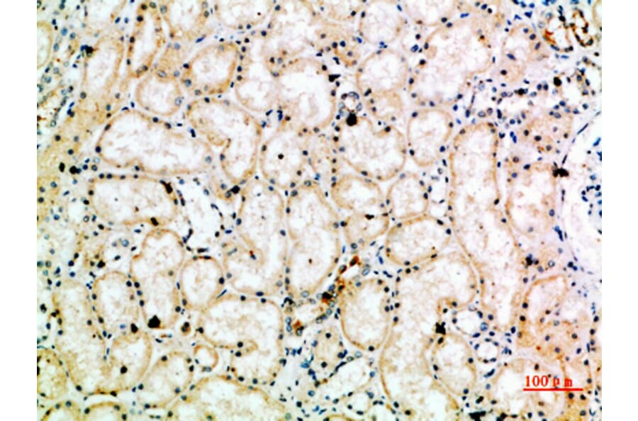 Immunohistochemistry - Anti-TRAP1 Antibody (C30876) - Antibodies.com