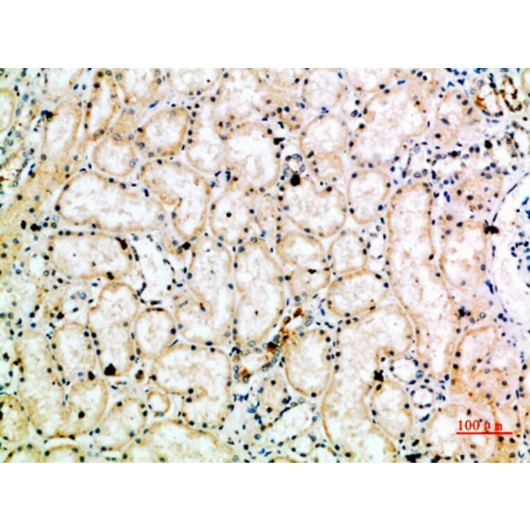 Immunohistochemistry - Anti-TRAP1 Antibody (C30876) - Antibodies.com