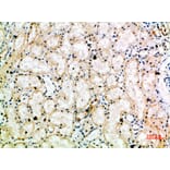 Immunohistochemistry - Anti-TRAP1 Antibody (C30876) - Antibodies.com