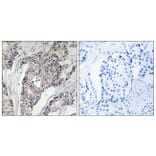 Immunohistochemistry - Anti-THBS4 Antibody (C19108) - Antibodies.com