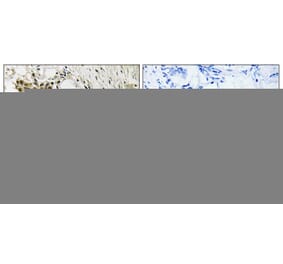 Immunohistochemistry - Anti-TAGAP Antibody (C19057) - Antibodies.com