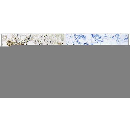 Immunohistochemistry - Anti-TAGAP Antibody (C19057) - Antibodies.com