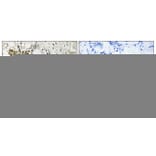 Immunohistochemistry - Anti-TAGAP Antibody (C19057) - Antibodies.com