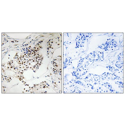 Immunohistochemistry - Anti-SGOL2 Antibody (C18741) - Antibodies.com