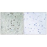 Immunohistochemistry - Anti-REXO1 Antibody (C18445) - Antibodies.com