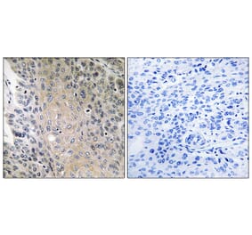 Immunohistochemistry - Anti-RAB41 Antibody (C18259) - Antibodies.com