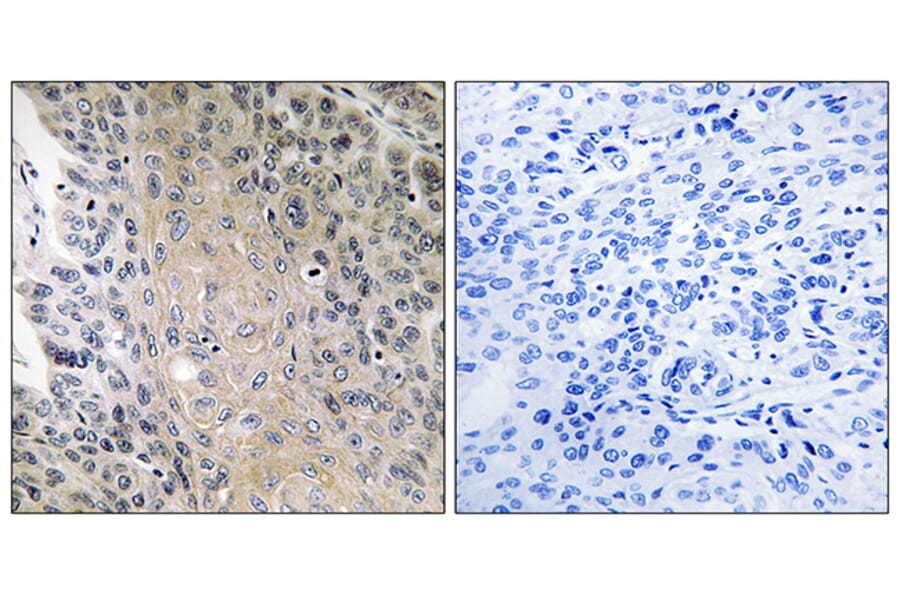 Immunohistochemistry - Anti-RAB41 Antibody (C18259) - Antibodies.com