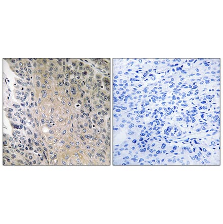 Immunohistochemistry - Anti-RAB41 Antibody (C18259) - Antibodies.com