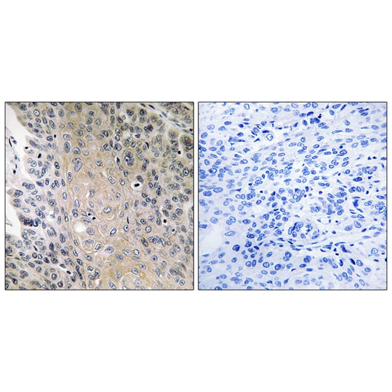 Immunohistochemistry - Anti-RAB41 Antibody (C18259) - Antibodies.com