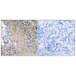Immunohistochemistry - Anti-RAB41 Antibody (C18259) - Antibodies.com