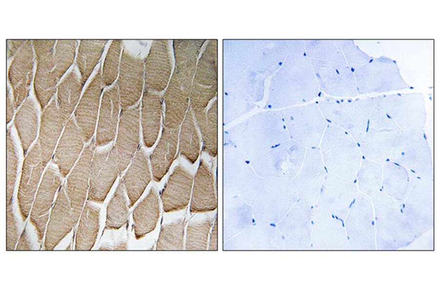 Immunohistochemistry - Anti-RAB34 Antibody (C18244) - Antibodies.com