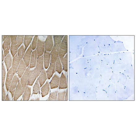 Immunohistochemistry - Anti-RAB34 Antibody (C18244) - Antibodies.com