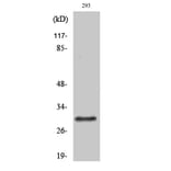 Western Blot - Anti-RAB34 Antibody (C18244) - Antibodies.com