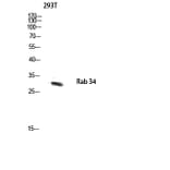 Western Blot - Anti-RAB34 Antibody (C18244) - Antibodies.com