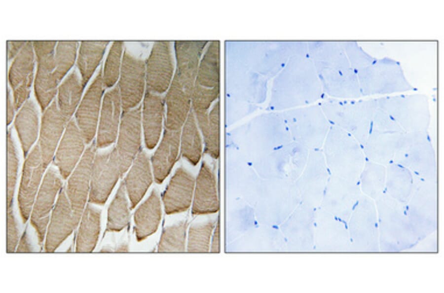 Immunohistochemistry - Anti-RAB34 Antibody (C18244) - Antibodies.com