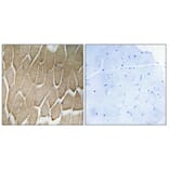 Immunohistochemistry - Anti-RAB34 Antibody (C18244) - Antibodies.com