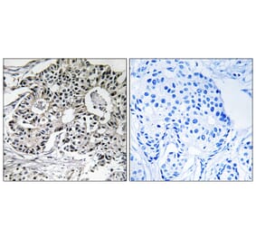 Immunohistochemistry - Anti-PXMP2 Antibody (C17632) - Antibodies.com