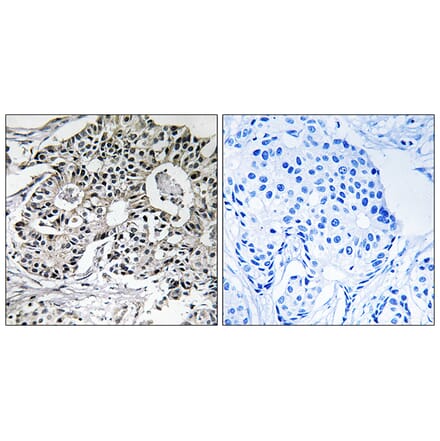 Immunohistochemistry - Anti-PXMP2 Antibody (C17632) - Antibodies.com