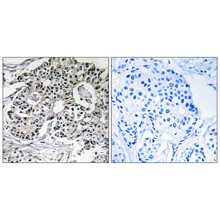 Immunohistochemistry - Anti-PXMP2 Antibody (C17632) - Antibodies.com