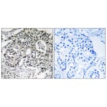 Immunohistochemistry - Anti-PXMP2 Antibody (C17632) - Antibodies.com