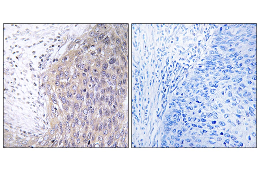 Immunohistochemistry - Anti-POLG2 Antibody (C15431) - Antibodies.com