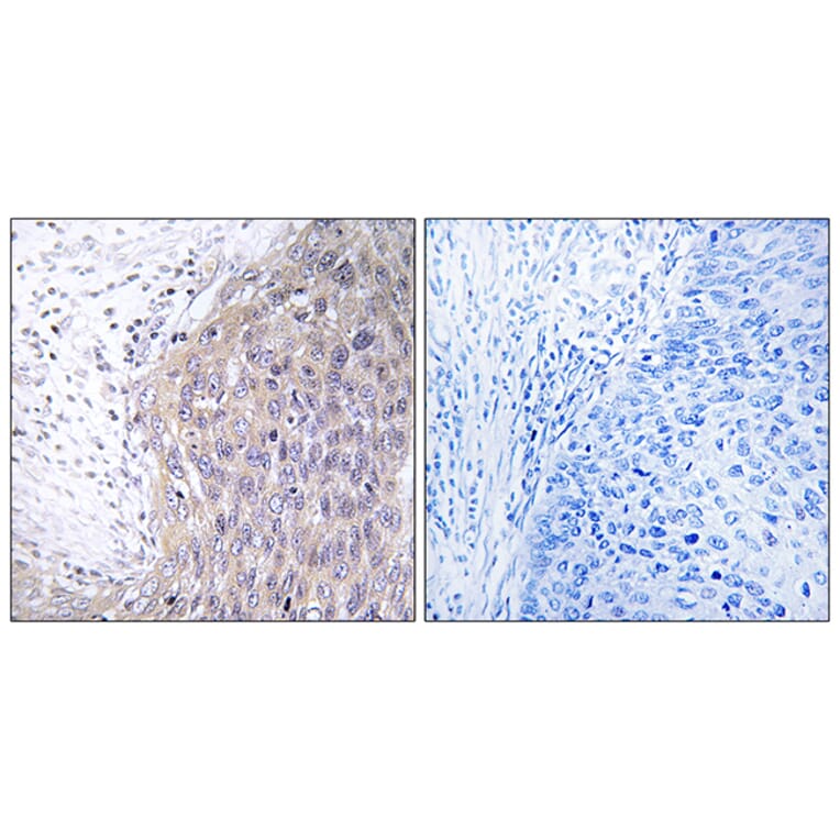 Immunohistochemistry - Anti-POLG2 Antibody (C15431) - Antibodies.com