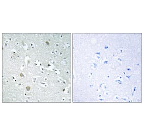 Immunohistochemistry - Anti-PLA1A Antibody (C17709) - Antibodies.com