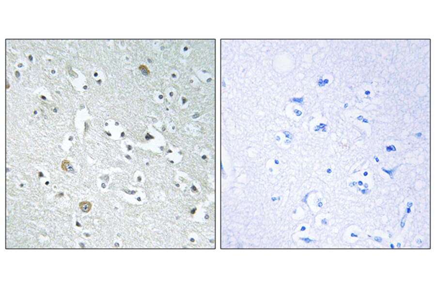 Immunohistochemistry - Anti-PLA1A Antibody (C17709) - Antibodies.com