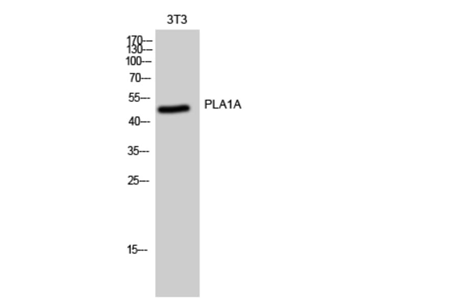 Western Blot - Anti-PLA1A Antibody (C17709) - Antibodies.com