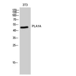 Western Blot - Anti-PLA1A Antibody (C17709) - Antibodies.com