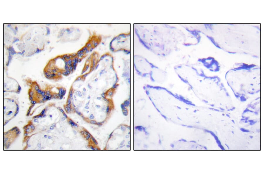 Immunohistochemistry - Anti-PHLA2 Antibody (C11168) - Antibodies.com