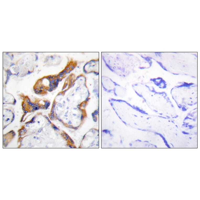 Immunohistochemistry - Anti-PHLA2 Antibody (C11168) - Antibodies.com