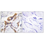 Immunohistochemistry - Anti-PHLA2 Antibody (C11168) - Antibodies.com