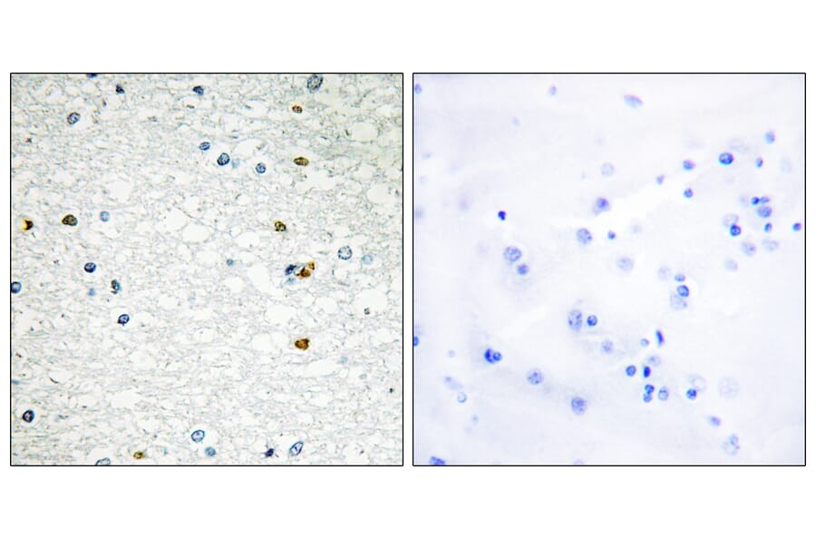 Immunohistochemistry - Anti-PARP3 Antibody (C13098) - Antibodies.com