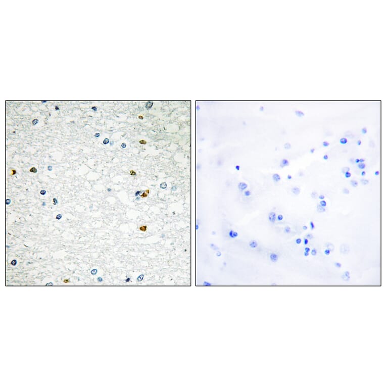 Immunohistochemistry - Anti-PARP3 Antibody (C13098) - Antibodies.com