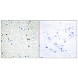 Immunohistochemistry - Anti-PARP3 Antibody (C13098) - Antibodies.com