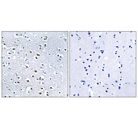 Immunohistochemistry - Anti-NPHP4 Antibody (C16884) - Antibodies.com