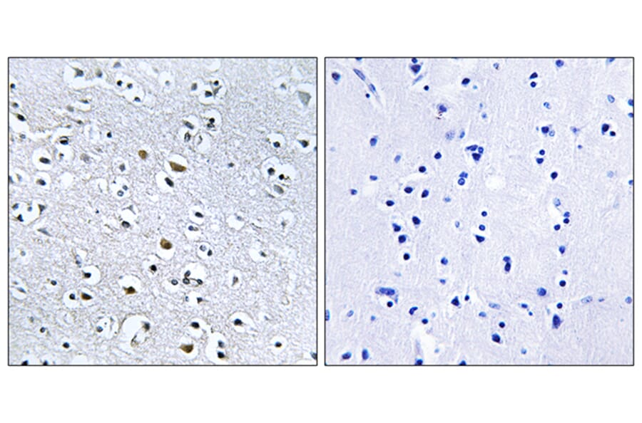 Immunohistochemistry - Anti-NPHP4 Antibody (C16884) - Antibodies.com