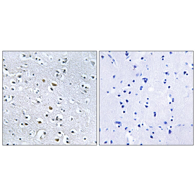 Immunohistochemistry - Anti-NPHP4 Antibody (C16884) - Antibodies.com