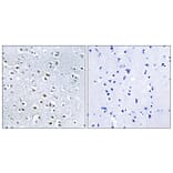 Immunohistochemistry - Anti-NPHP4 Antibody (C16884) - Antibodies.com