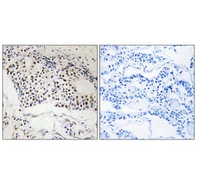 Immunohistochemistry - Anti-MYSM1 Antibody (C17997) - Antibodies.com