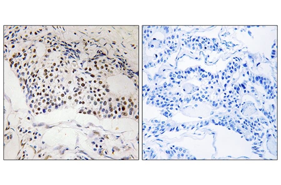 Immunohistochemistry - Anti-MYSM1 Antibody (C17997) - Antibodies.com