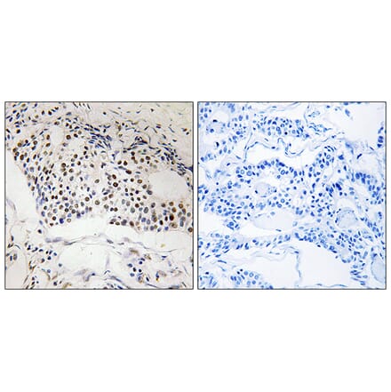 Immunohistochemistry - Anti-MYSM1 Antibody (C17997) - Antibodies.com