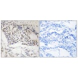 Immunohistochemistry - Anti-MYSM1 Antibody (C17997) - Antibodies.com