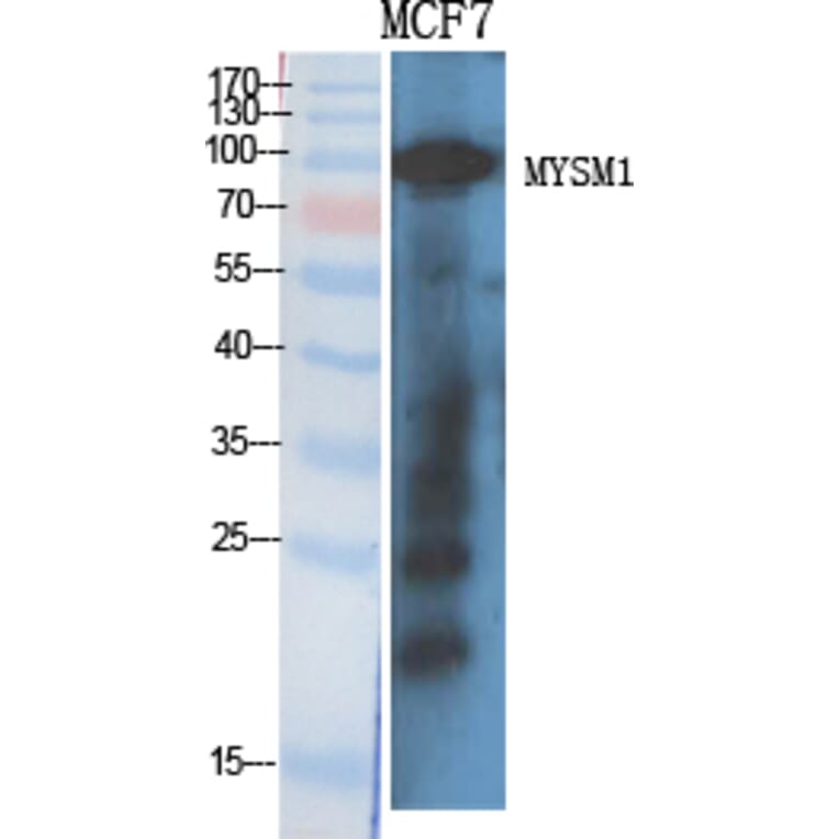 Western Blot - Anti-MYSM1 Antibody (C17997) - Antibodies.com