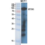 Western Blot - Anti-MYSM1 Antibody (C17997) - Antibodies.com