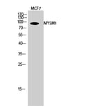 Western Blot - Anti-MYSM1 Antibody (C17997) - Antibodies.com