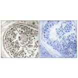 Immunohistochemistry - Anti-MRPS5 Antibody (C16664) - Antibodies.com