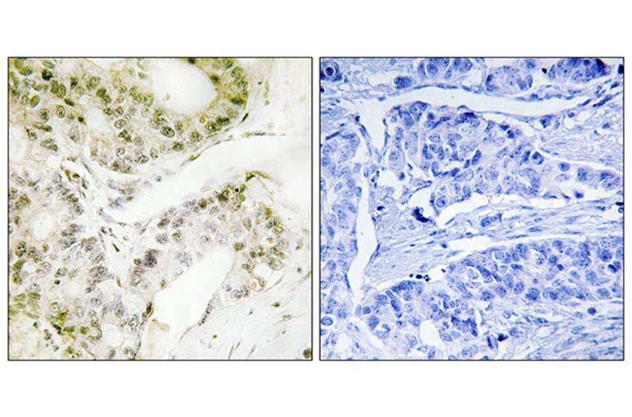 Immunohistochemistry - Anti-MED13 Antibody (C11850) - Antibodies.com