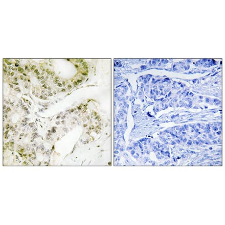 Immunohistochemistry - Anti-MED13 Antibody (C11850) - Antibodies.com